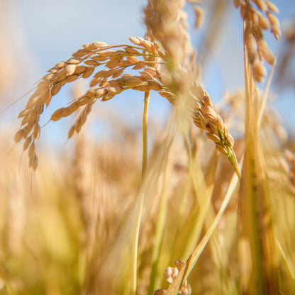 Jovial Gluten Free Brown Rice Orzo