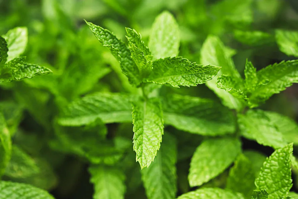 Green peppermint leaves surrounding Essential Candy Cacao Mint™ botanical hard candies, showcasing refreshing mint flavor.